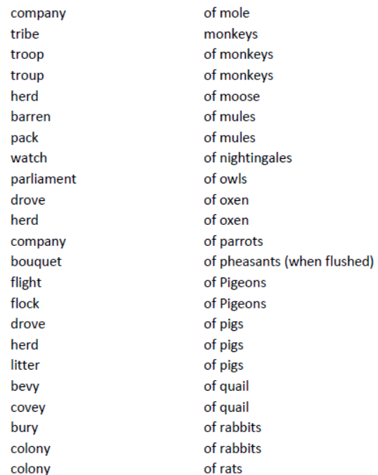 CBSE-Class-8-English-Noun-Forms-Worksheet-11.png