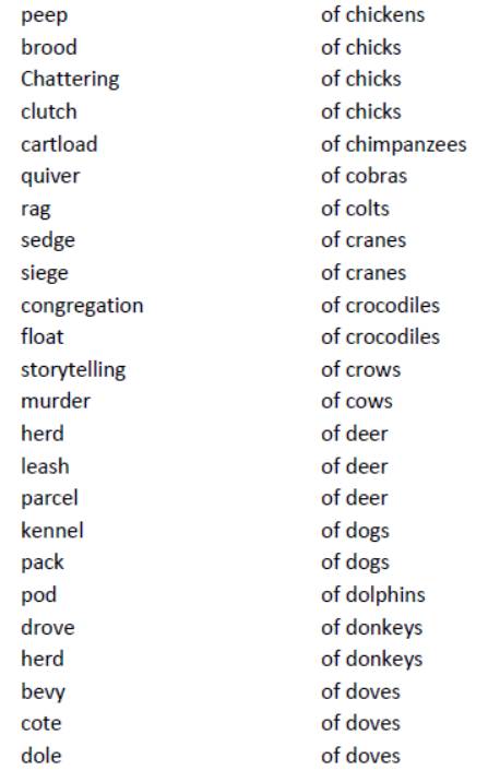 CBSE-Class-8-English-Noun-Forms-Worksheet-7.png