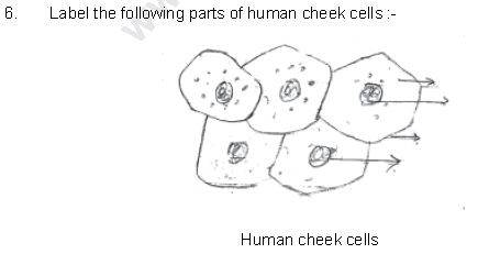 ""CBSE-Class-8-Science-Cell-Structure-And-Functions-Worksheet-Set-B-2