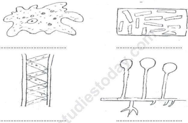 ""CBSE-Class-8-Science-Micro-Organisms-Friend-And-Foe-Worksheet-Set-B-1