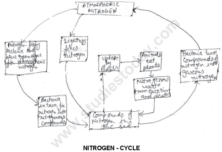 ""CBSE-Class-8-Science-Micro-Organisms-Friend-And-Foe-Worksheet-Set-B