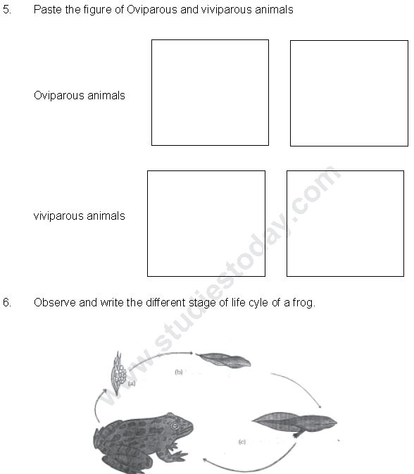 ""CBSE-Class-8-Science-Reproduction-In-Animals-Worksheet-Set-B-1
