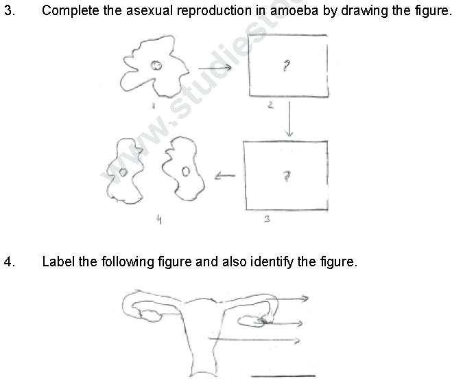 ""CBSE-Class-8-Science-Reproduction-In-Animals-Worksheet-Set-B