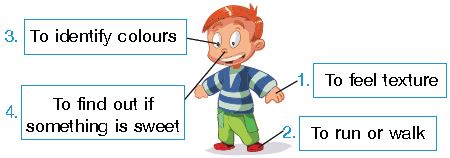 ""CBSE-Class-1-NSO-Olympiad-MCQs-with-Answers-Set-C-11