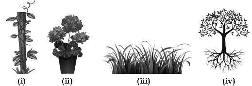 ""CBSE-Class-10-English-HOTs-The-Trees