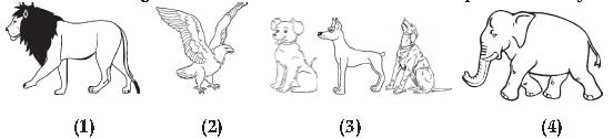 ""CBSE-Class-10-English-How-to-Tell-Wild-Animals-VBQs-2