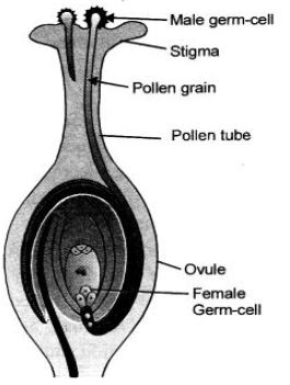 ""CBSE-Class-10-Science-How-do-humans-reproduce-Sure-Shot-Questions-B-1