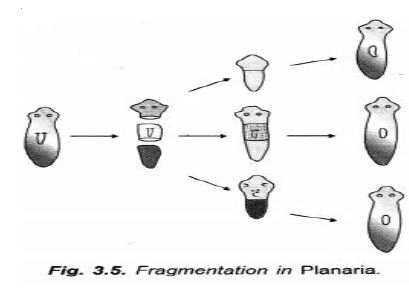 ""CBSE-Class-10-Science-How-do-humans-reproduce-Sure-Shot-Questions-B-3