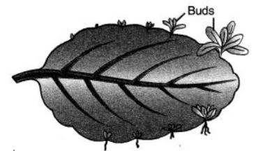 ""CBSE-Class-10-Science-How-do-humans-reproduce-Sure-Shot-Questions-B-4