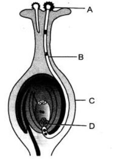 ""CBSE-Class-10-Science-How-do-humans-reproduce-Sure-Shot-Questions-B-5