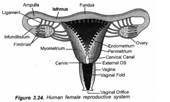 ""CBSE-Class-10-Science-How-do-humans-reproduce-Sure-Shot-Questions-B-7