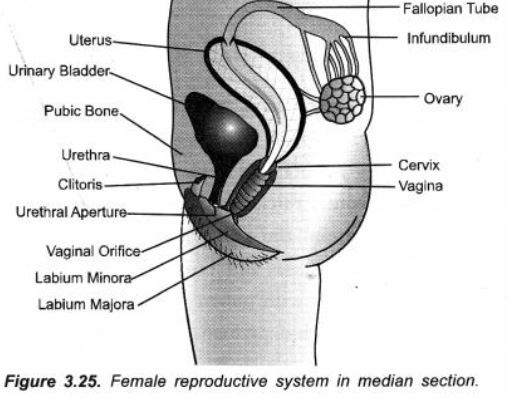 ""CBSE-Class-10-Science-How-do-humans-reproduce-Sure-Shot-Questions-B-8