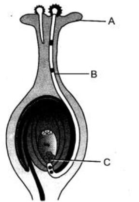 ""CBSE-Class-10-Science-How-do-humans-reproduce-Sure-Shot-Questions-B-9