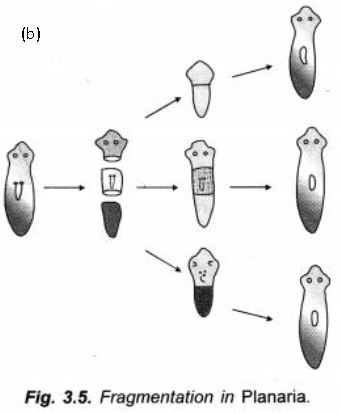 ""CBSE-Class-10-Science-How-do-humans-reproduce-Sure-Shot-Questions-C-1