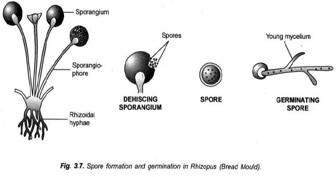 ""CBSE-Class-10-Science-How-do-humans-reproduce-Sure-Shot-Questions-C