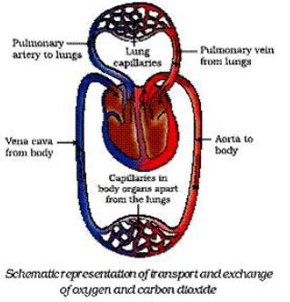 ""CBSE-Class-10-Science-Life-Processes