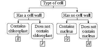 ""CBSE-Class-10-Science-NSO-Olympiad-MCQs-with-Answers-Set-C-19