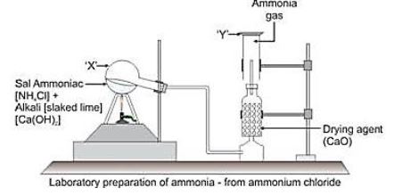 ""CBSE-Class-12-Chemistry-Ammonia-And-Phosphine-Notes