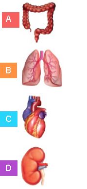 ""CBSE-Class-3-Science-NSO-Olympiad-MCQs-with-Answers-Set-F