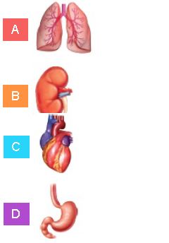 ""CBSE-Class-3-Science-NSO-Olympiad-MCQs-with-Answers-Set-G-2