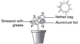 ""CBSE-Class-3-Science-NSO-Olympiad-MCQs-with-Answers-Set-J