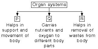 ""CBSE-Class-3-Science-NSO-Olympiad-MCQs-with-Answers-Set-L-11