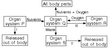 ""CBSE-Class-3-Science-NSO-Olympiad-MCQs-with-Answers-Set-M-5