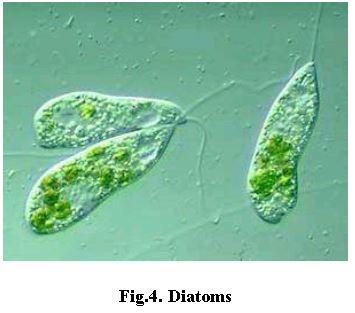 ""NEET-Biology-Biological-Classification-Notes-3