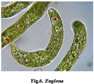 ""NEET-Biology-Biological-Classification-Notes-5