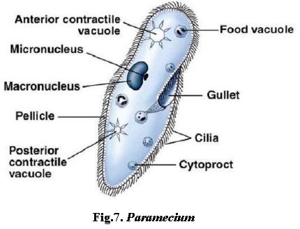 ""NEET-Biology-Biological-Classification-Notes-6