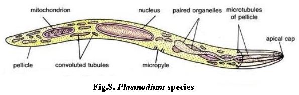 ""NEET-Biology-Biological-Classification-Notes-7