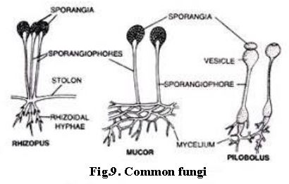 ""NEET-Biology-Biological-Classification-Notes-8