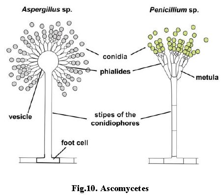 ""NEET-Biology-Biological-Classification-Notes-9