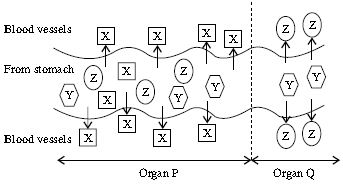 ""CBSE-Class-5-Science-NSO-Olympiad-MCQs-with-Answers-Set-C-23