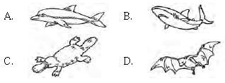 ""CBSE-Class-5-Science-NSO-Olympiad-MCQs-with-Answers-Set-D-14