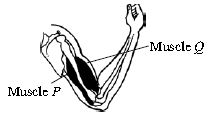 ""CBSE-Class-5-Science-NSO-Olympiad-MCQs-with-Answers-Set-F-10