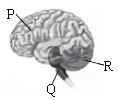 ""CBSE-Class-5-Science-NSO-Olympiad-MCQs-with-Answers-Set-I-33