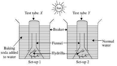 ""CBSE-Class-6-Science-NSO-Olympiad-MCQs-with-Answers-Set-A-27