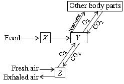 ""CBSE-Class-6-Science-NSO-Olympiad-MCQs-with-Answers-Set-C-19