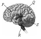 ""CBSE-Class-6-Science-NSO-Olympiad-MCQs-with-Answers-Set-G-19