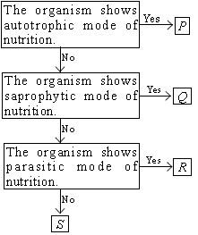 ""CBSE-Class-6-Science-NSO-Olympiad-MCQs-with-Answers-Set-I-15