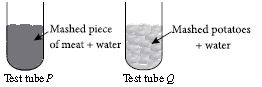 ""CBSE-Class-6-Science-NSO-Olympiad-MCQs-with-Answers-Set-J-8