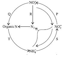 ""CBSE-Class-9-Science-NSO-Olympiad-MCQs-with-Answers-Set-A-21