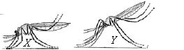 ""CBSE-Class-9-Science-NSO-Olympiad-MCQs-with-Answers-Set-B-26