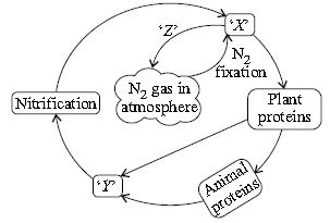 ""CBSE-Class-9-Science-NSO-Olympiad-MCQs-with-Answers-Set-C-15