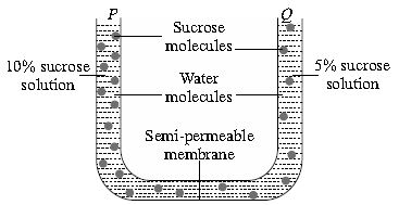 ""CBSE-Class-9-Science-NSO-Olympiad-MCQs-with-Answers-Set-C-16