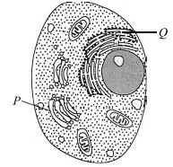 ""CBSE-Class-9-Science-NSO-Olympiad-MCQs-with-Answers-Set-E-23