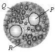 ""CBSE-Class-9-Science-NSO-Olympiad-MCQs-with-Answers-Set-F-14