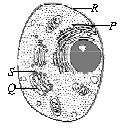 ""CBSE-Class-9-Science-NSO-Olympiad-MCQs-with-Answers-Set-F-20