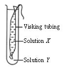 ""CBSE-Class-9-Science-NSO-Olympiad-MCQs-with-Answers-Set-G-24